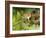 Harvest Mouse on Bramble Amongst Blackberries, UK-Andy Sands-Framed Photographic Print