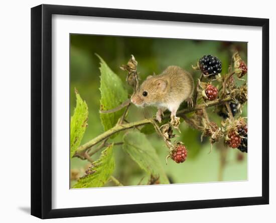 Harvest Mouse on Bramble Amongst Blackberries, UK-Andy Sands-Framed Photographic Print