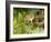 Harvest Mouse on Bramble Amongst Blackberries, UK-Andy Sands-Framed Photographic Print