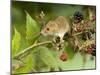 Harvest Mouse on Bramble Amongst Blackberries, UK-Andy Sands-Mounted Photographic Print