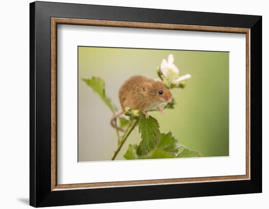 Harvest mouse on bramble plant, Devon, England, UK-Ross Hoddinott-Framed Photographic Print