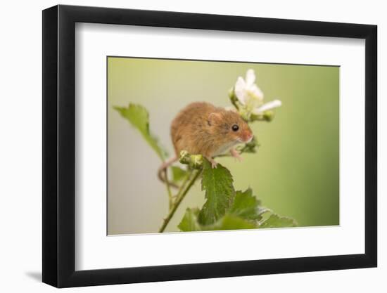 Harvest mouse on bramble plant, Devon, England, UK-Ross Hoddinott-Framed Photographic Print