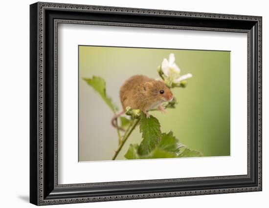 Harvest mouse on bramble plant, Devon, England, UK-Ross Hoddinott-Framed Photographic Print