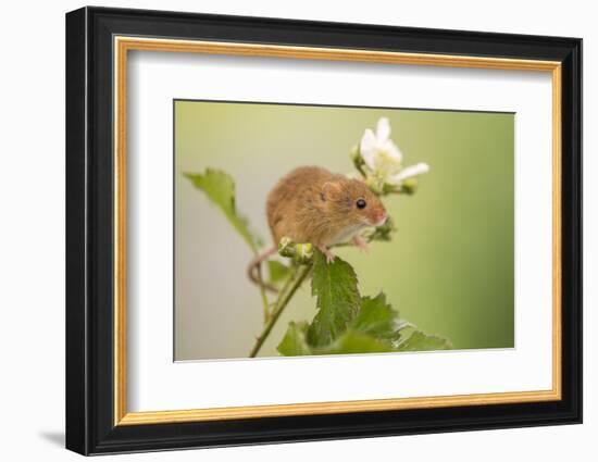 Harvest mouse on bramble plant, Devon, England, UK-Ross Hoddinott-Framed Photographic Print