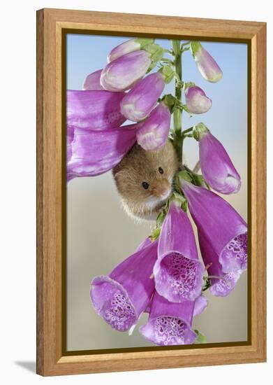 Harvest Mouse on Foxglove-null-Framed Premier Image Canvas