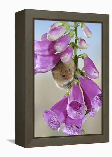 Harvest Mouse on Foxglove-null-Framed Premier Image Canvas