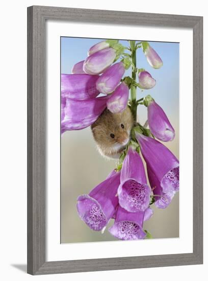 Harvest Mouse on Foxglove-null-Framed Photographic Print