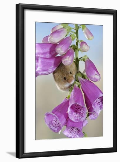 Harvest Mouse on Foxglove-null-Framed Photographic Print