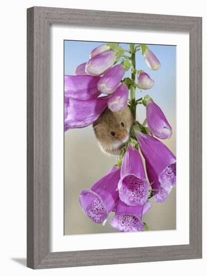 Harvest Mouse on Foxglove-null-Framed Photographic Print