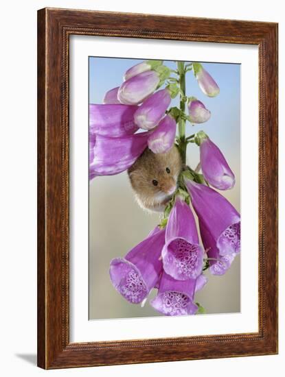 Harvest Mouse on Foxglove-null-Framed Photographic Print