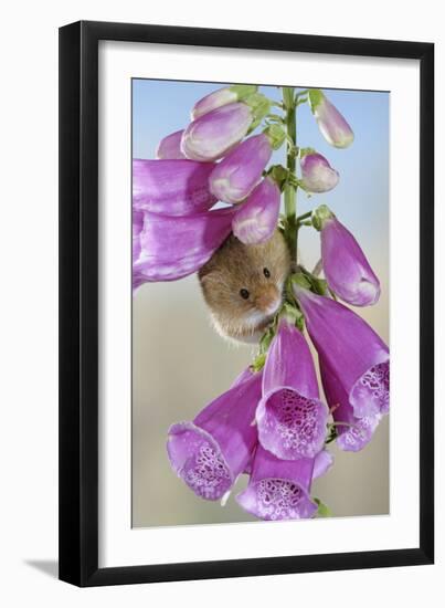 Harvest Mouse on Foxglove-null-Framed Photographic Print