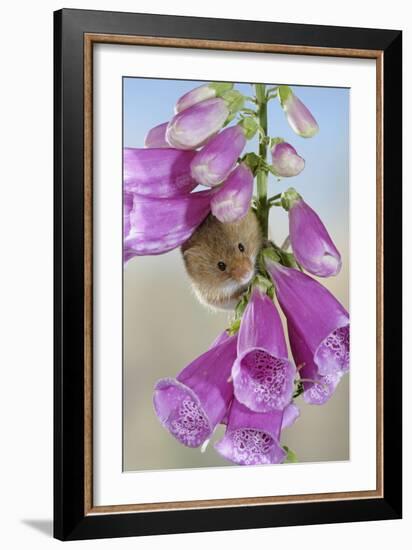 Harvest Mouse on Foxglove-null-Framed Photographic Print