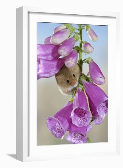 Harvest Mouse on Foxglove-null-Framed Photographic Print