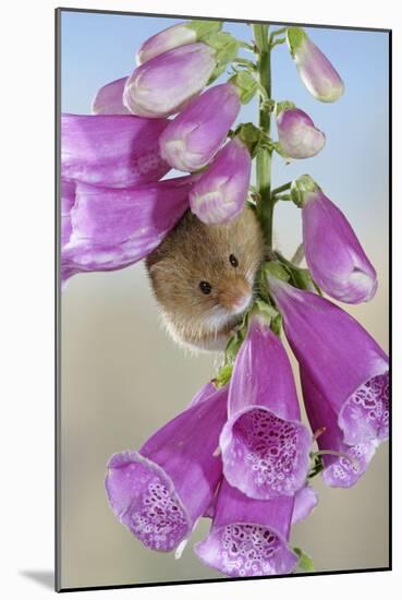 Harvest Mouse on Foxglove-null-Mounted Photographic Print