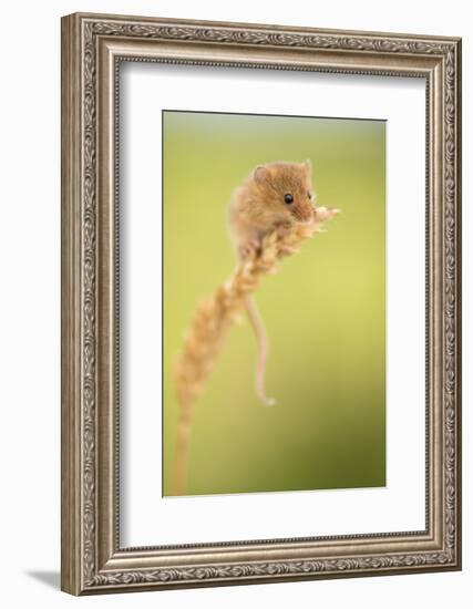 Harvest mouse on wheat stem, Devon, UK-Ross Hoddinott-Framed Photographic Print