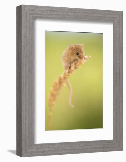 Harvest mouse on wheat stem, Devon, UK-Ross Hoddinott-Framed Photographic Print