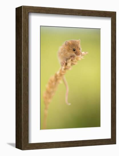 Harvest mouse on wheat stem, Devon, UK-Ross Hoddinott-Framed Photographic Print