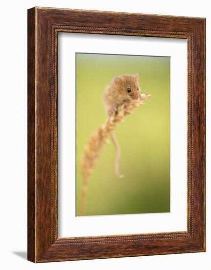 Harvest mouse on wheat stem, Devon, UK-Ross Hoddinott-Framed Photographic Print