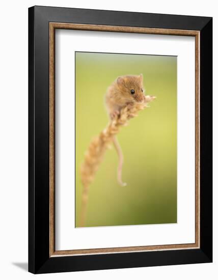 Harvest mouse on wheat stem, Devon, UK-Ross Hoddinott-Framed Photographic Print