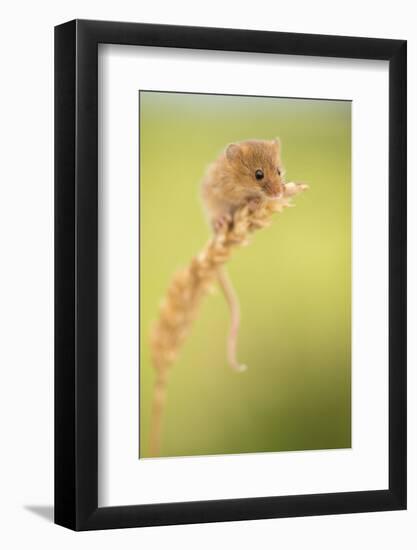 Harvest mouse on wheat stem, Devon, UK-Ross Hoddinott-Framed Photographic Print