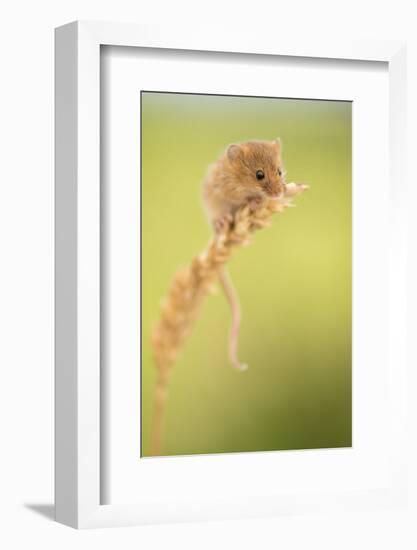 Harvest mouse on wheat stem, Devon, UK-Ross Hoddinott-Framed Photographic Print