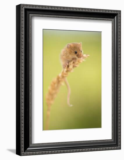 Harvest mouse on wheat stem, Devon, UK-Ross Hoddinott-Framed Photographic Print