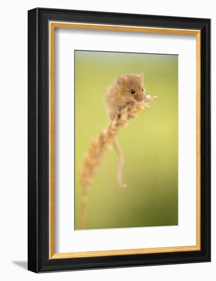 Harvest mouse on wheat stem, Devon, UK-Ross Hoddinott-Framed Photographic Print