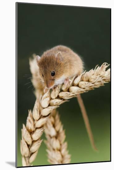 Harvest Mouse on Wheat-null-Mounted Photographic Print