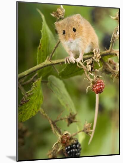 Harvest Mouse Perching on Bramble with Blackberries, UK-Andy Sands-Mounted Photographic Print