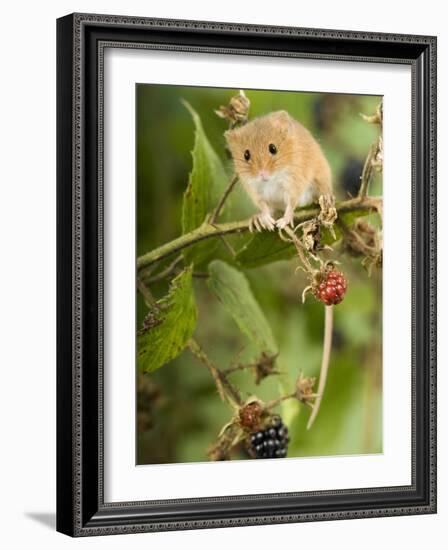 Harvest Mouse Perching on Bramble with Blackberries, UK-Andy Sands-Framed Photographic Print