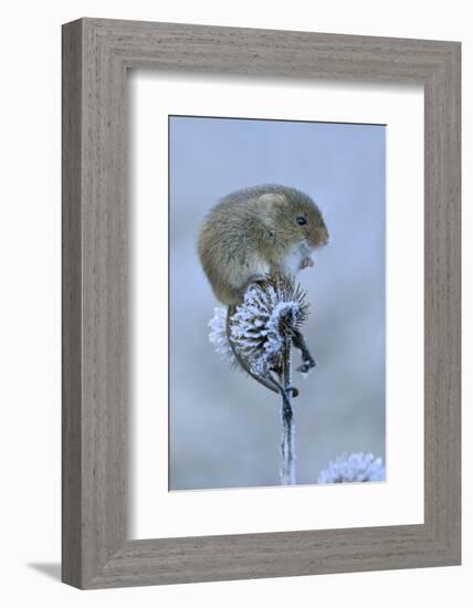 Harvest mouse sitting on frosty seedhead, Hertfordshire, England, UK, January-Andy Sands-Framed Photographic Print