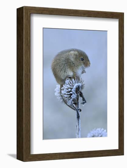 Harvest mouse sitting on frosty seedhead, Hertfordshire, England, UK, January-Andy Sands-Framed Photographic Print