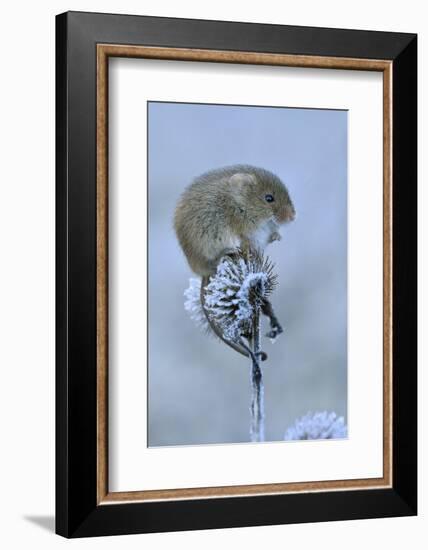 Harvest mouse sitting on frosty seedhead, Hertfordshire, England, UK, January-Andy Sands-Framed Photographic Print