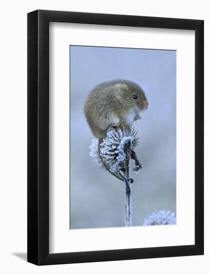 Harvest mouse sitting on frosty seedhead, Hertfordshire, England, UK, January-Andy Sands-Framed Photographic Print