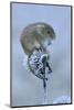 Harvest mouse sitting on frosty seedhead, Hertfordshire, England, UK, January-Andy Sands-Mounted Photographic Print
