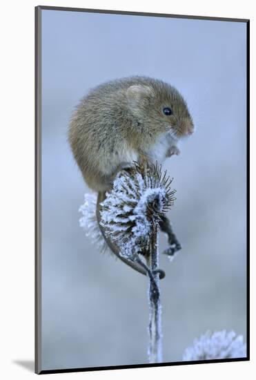 Harvest mouse sitting on frosty seedhead, Hertfordshire, England, UK, January-Andy Sands-Mounted Photographic Print