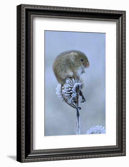 Harvest mouse sitting on frosty seedhead, Hertfordshire, England, UK, January-Andy Sands-Framed Photographic Print