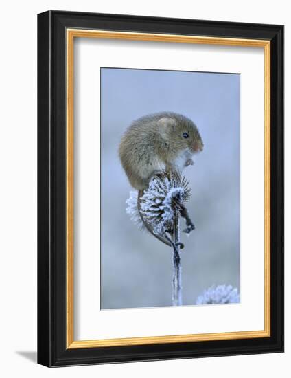 Harvest mouse sitting on frosty seedhead, Hertfordshire, England, UK, January-Andy Sands-Framed Photographic Print