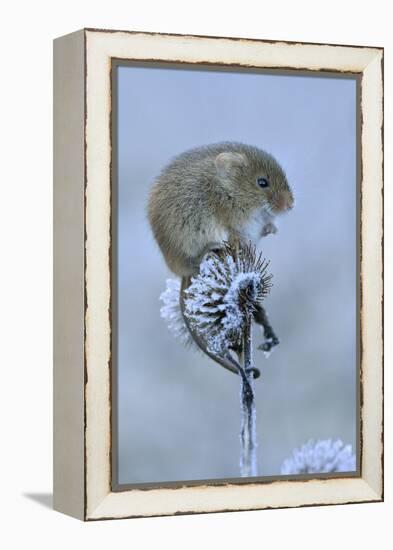 Harvest mouse sitting on frosty seedhead, Hertfordshire, England, UK, January-Andy Sands-Framed Premier Image Canvas