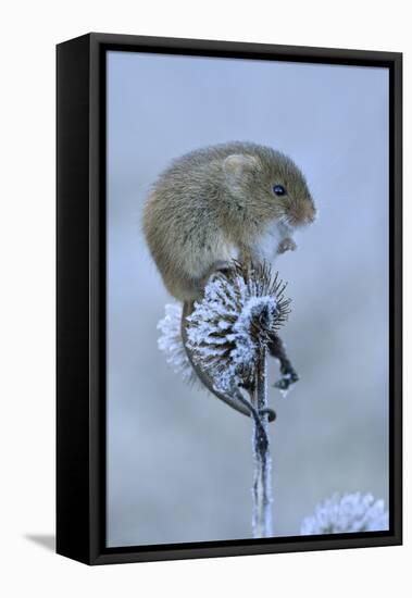 Harvest mouse sitting on frosty seedhead, Hertfordshire, England, UK, January-Andy Sands-Framed Premier Image Canvas