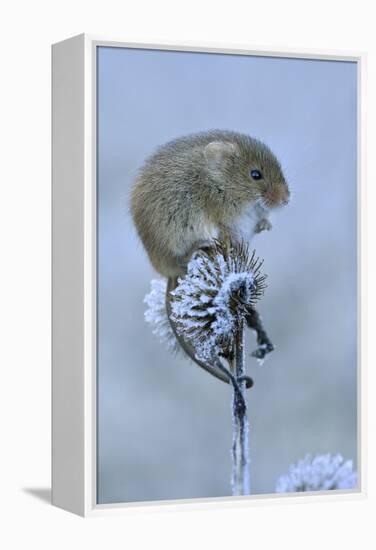 Harvest mouse sitting on frosty seedhead, Hertfordshire, England, UK, January-Andy Sands-Framed Premier Image Canvas