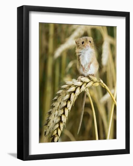 Harvest Mouse Standing Up on Corn, UK-Andy Sands-Framed Photographic Print