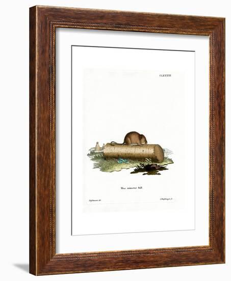 Harvest Mouse-null-Framed Giclee Print