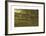 Harvest Scene-Winslow Homer-Framed Premium Giclee Print