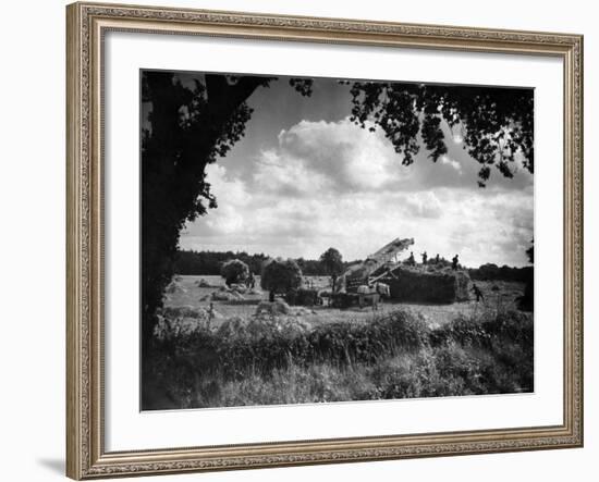 Harvest, Stacking Corn in Norfolk, September 1946-null-Framed Photographic Print
