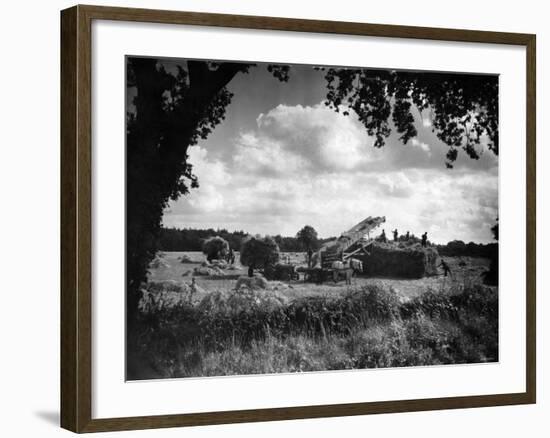 Harvest, Stacking Corn in Norfolk, September 1946-null-Framed Photographic Print