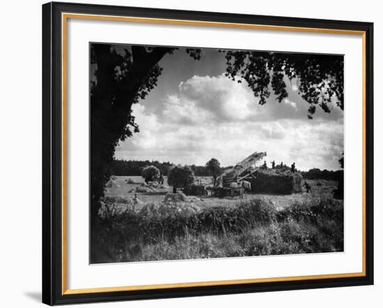 Harvest, Stacking Corn in Norfolk, September 1946-null-Framed Photographic Print