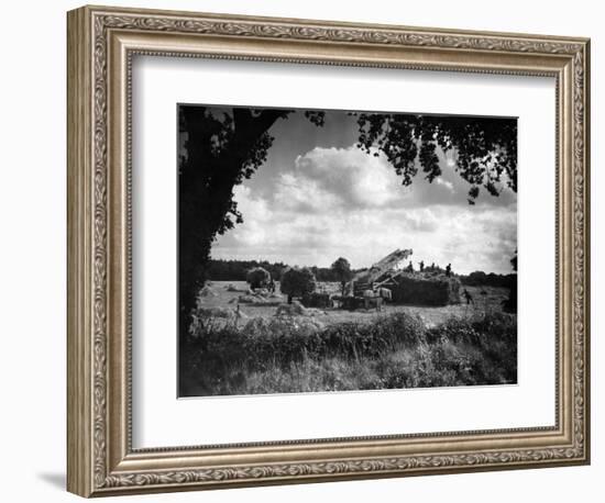 Harvest, Stacking Corn in Norfolk, September 1946-null-Framed Photographic Print