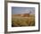 Harvest Story: Combines Harvest Wheat at Ranch in Texas-Ralph Crane-Framed Photographic Print