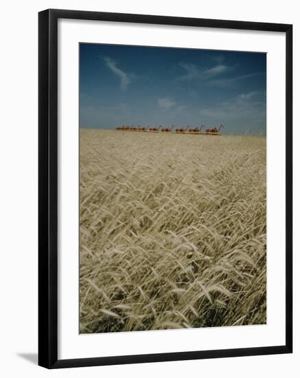 Harvest Story: Combines Harvest Wheat at Ranch in Texas-Ralph Crane-Framed Photographic Print